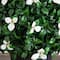 15in. UV Resistant Artificial Boxwood and Gardenia Topiary Plant (Indoor/Outdoor)
